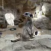 Krina