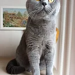 Ivajla