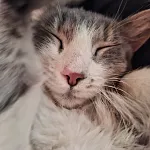 Liliputche