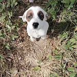 Алла